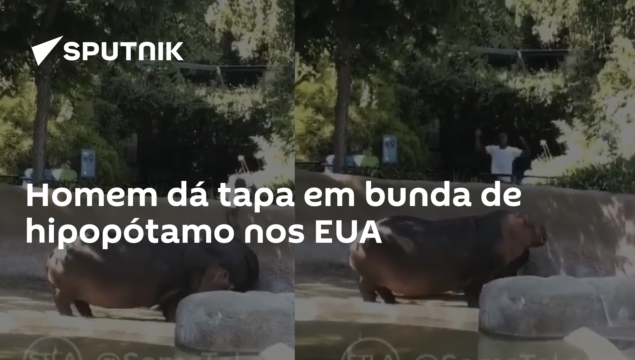 Homem dá tapa em bunda de hipopótamo nos EUA - 14.08.2018, Sputnik Brasil