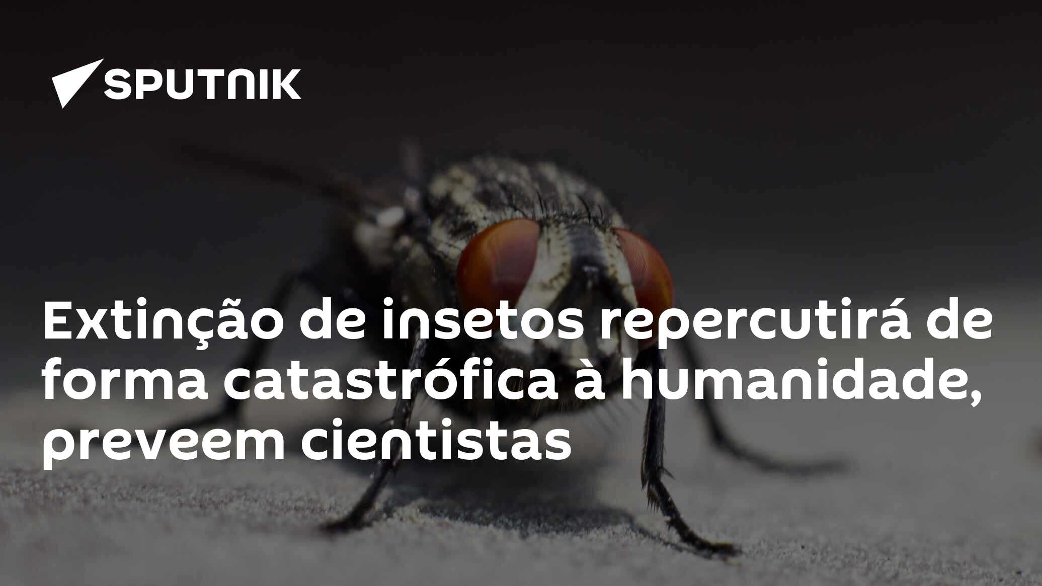 Extinção de insetos repercutirá de forma catastrófica à humanidade ...