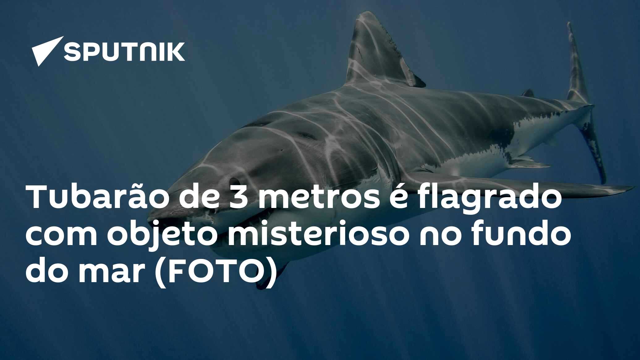 Tubarão de 3 metros é flagrado com objeto misterioso no fundo do mar ...