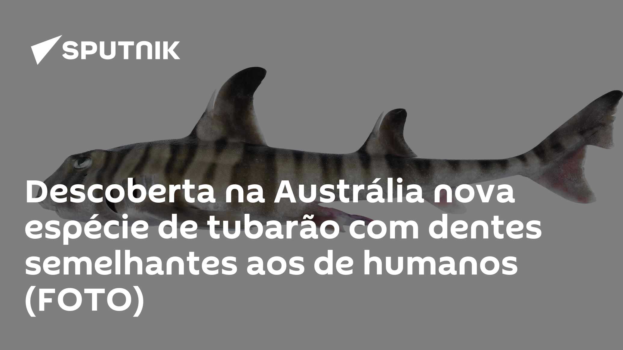 Descoberta na Austrália nova espécie de tubarão com dentes semelhantes ...