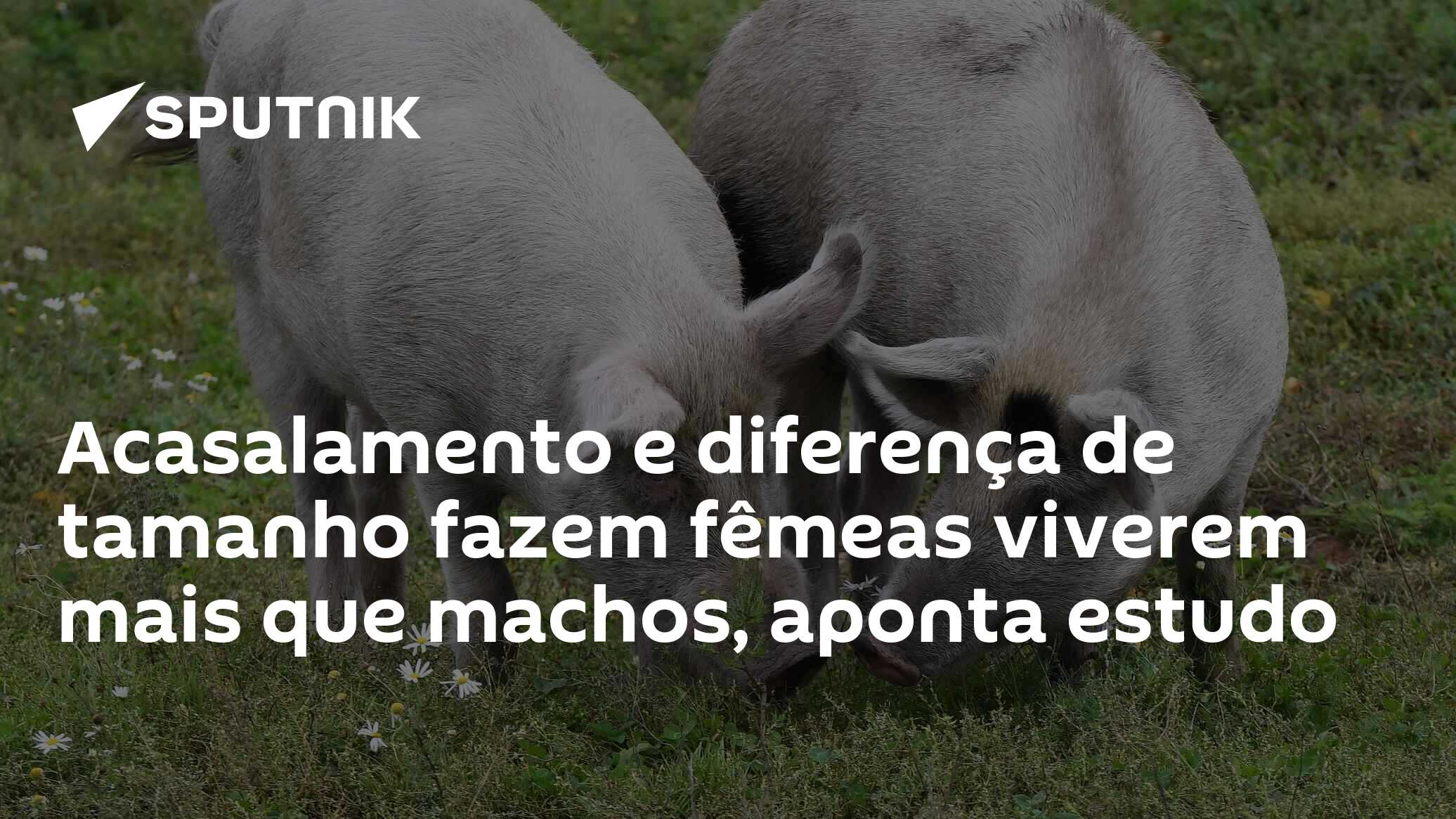 Acasalamento e diferença de tamanho fazem fêmeas viverem mais que ...