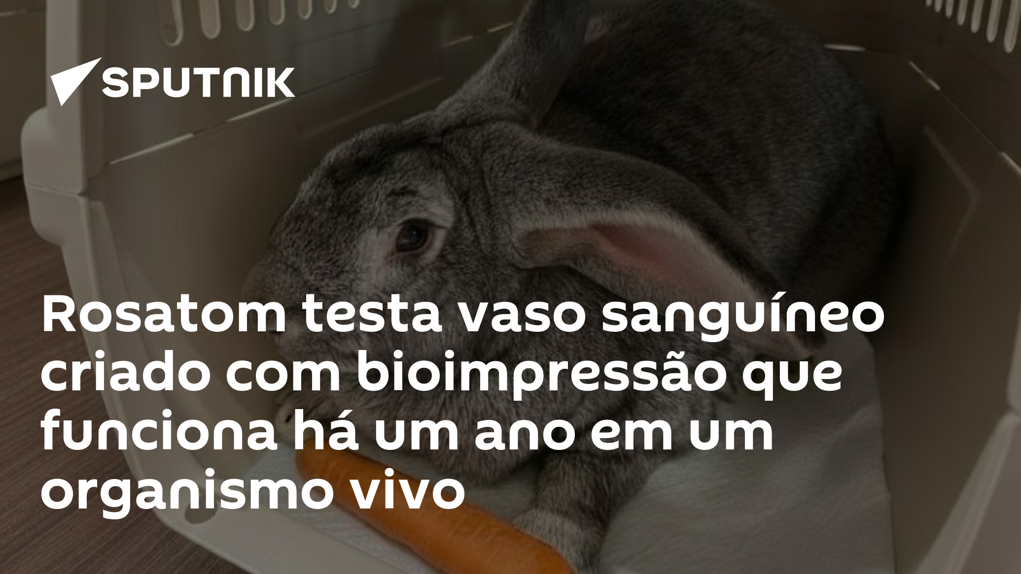 Rosatom testa vaso sanguíneo criado com bioimpressão que funciona há um ano em um organismo vivo