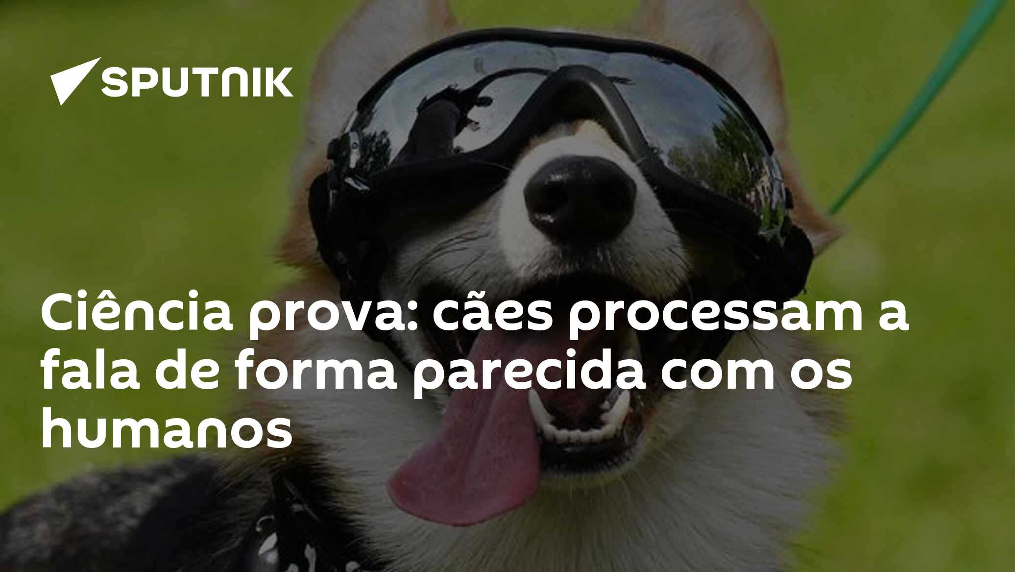 Photo: noticiabrasil.net.br Dogs Hear Speech Consonants Just Like Humans