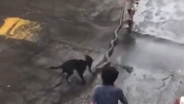 Vizinhança corre e salva cão de ataque de sucuri em Salvador - Sputnik Brasil