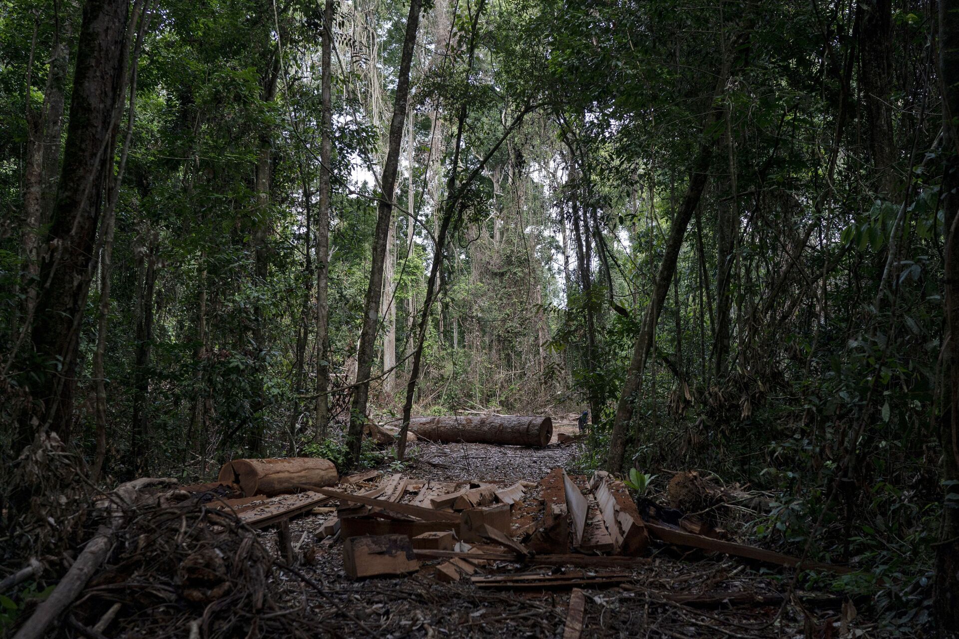 Amazônia pode virar savana em até 30 anos com o ritmo atual de desmatamento, alerta especialista - Sputnik Brasil, 1920, 28.05.2021
