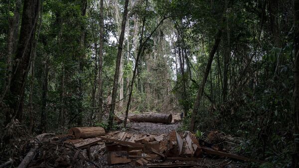 Pedaços de troncos de árvores da Amazônia derrubadas ilegalmente na reserva Renascer, no Pará - Sputnik Brasil