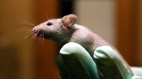 Mão com luva segura rato de laboratório - Sputnik Brasil