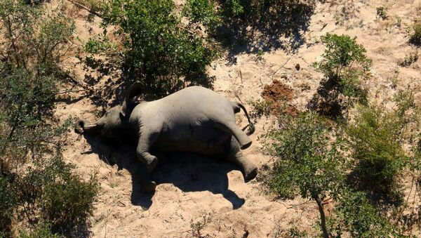 Elefantes estão sendo encontrados mortos por causas inexplicáveis, no delta do Okavango, Botsuana, de maio a junho de 2020 - Sputnik Brasil