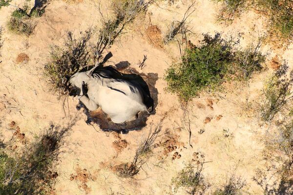 Doença nova pode estar por trás de centenas de mortes de elefantes em Botsuana - Sputnik Brasil