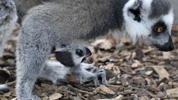 Lêmure recém-nascido com sua mãe em zoológico de Duisburg, na Alemanha - Sputnik Brasil