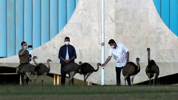 Presidente do Brasil, Jair Bolsonaro, alimenta avestruzes no Palácio da Alvorada, em Brasília, 13 de julho de 2020  - Sputnik Brasil