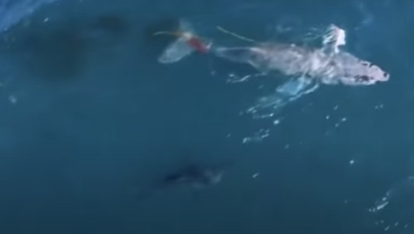 Tubarão ataca baleia - Sputnik Brasil