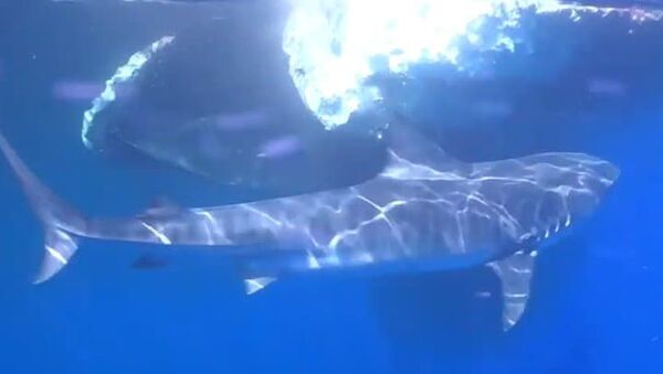 Mergulhador filma de perto tubarões devorando baleia nas Maldivas - Sputnik Brasil
