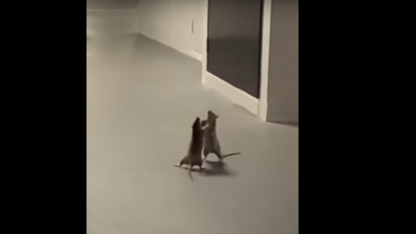 Gato espantado assiste luta de boxe entre dois ratos enfurecidos em Singapura - Sputnik Brasil