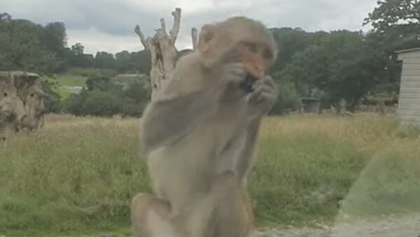 Macaco vandaliza carro no Reino Unido enquanto resto da 'gangue' observa - Sputnik Brasil