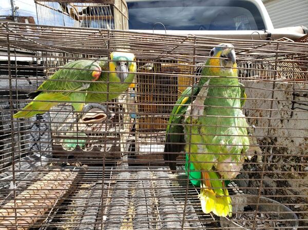 Tráfico internacional de animais silvestres: muito além da 'naja de Brasília' (FOTOS) - Sputnik Brasil