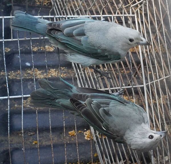 Tráfico internacional de animais silvestres: muito além da 'naja de Brasília' (FOTOS) - Sputnik Brasil