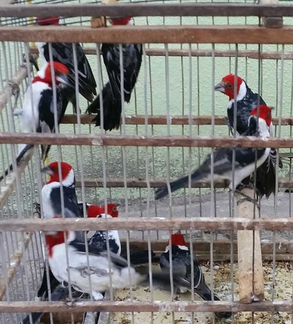 Tráfico internacional de animais silvestres: muito além da 'naja de Brasília' (FOTOS) - Sputnik Brasil