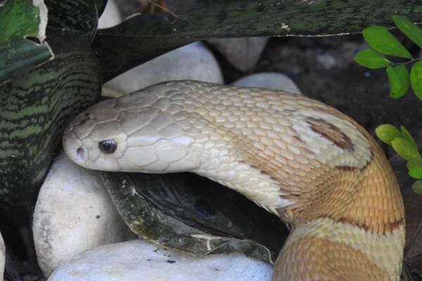 A famosa naja de Brasília, resgatada pelas autoridades, após picar o estudante que criava a serpente ilegal em casa - Sputnik Brasil