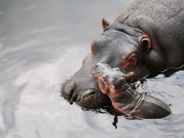 Filhote de hipopótamo descansa na água com sua mãe após o nascimento no Zoológico Zacango, no México - Sputnik Brasil