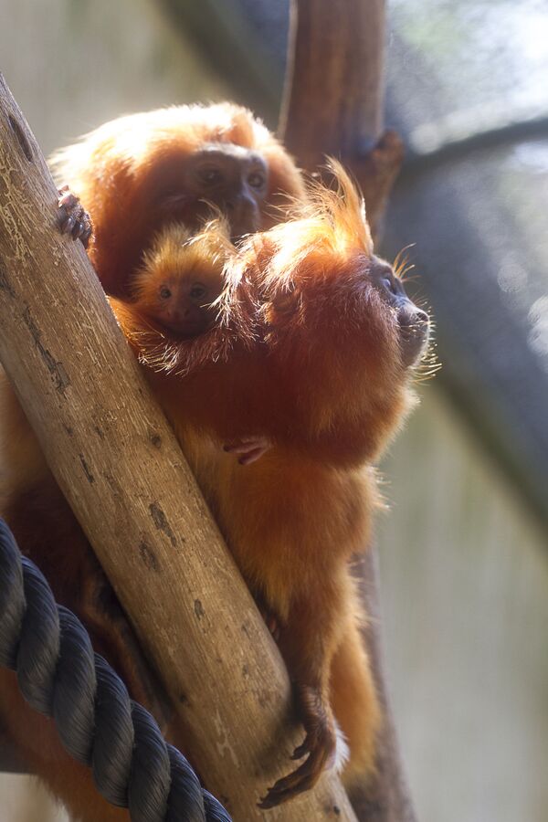 Viaduto vegetado para Mico-Leão-Dourado é concluído no Rio de Janeiro - Sputnik Brasil