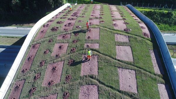 Nem Amazônia nem Pantanal: por que a Mata Atlântica é o bioma mais ameaçado pela extinção?  - Sputnik Brasil