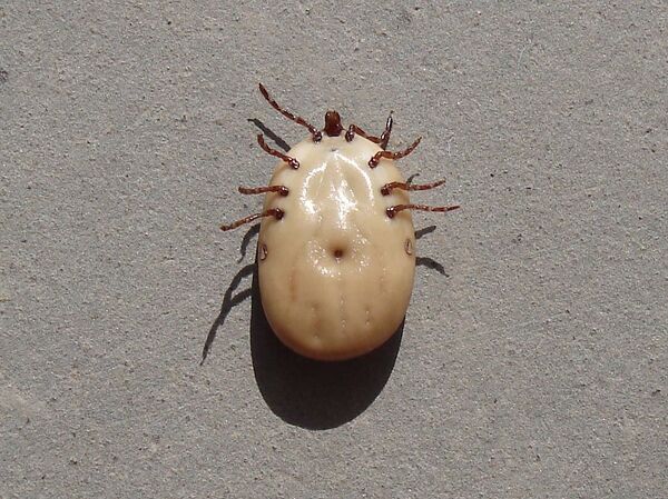 Novo vírus transmitido por picadas de carrapatos surge na China, noticia mídia - Sputnik Brasil