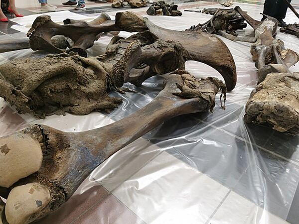 Fóssil de mamute 'adolescente' é encontrado no norte da Sibéria (FOTOS) - Sputnik Brasil
