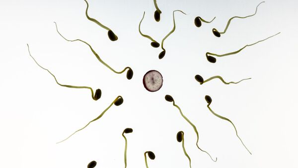 Representação artística de óvulo e espermatozoides - Sputnik Brasil