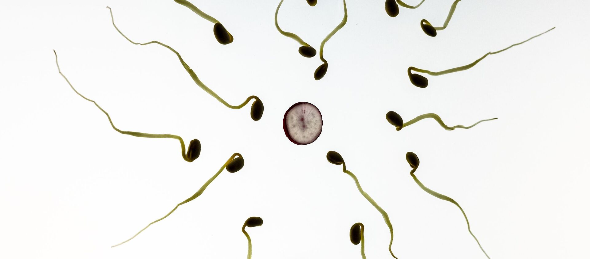 Representação artística de óvulo e espermatozoides - Sputnik Brasil, 1920, 05.02.2021