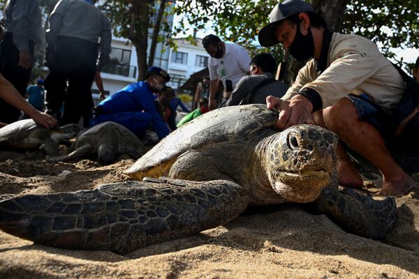 Pessoas preparam tartarugas-verdes marinhas para serem soltas ao mar na praia de Kuta, na ilha de Bali, Indonésia - Sputnik Brasil