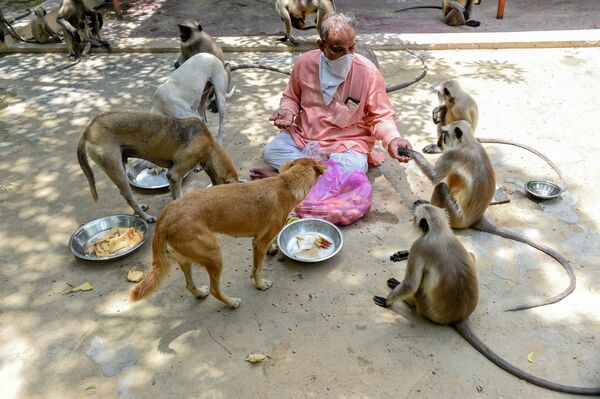 Cuidador do templo indiano Bhekhaddhari Goga Maharaj, Ishwar Desai, alimenta cachorros e macacos em Ahmedabad, Índia Cuidador do templo indiano Bhekhaddhari Goga Maharaj, Ishwar Desai, alimenta cachorros e macacos em Ahmedabad, Índia - Sputnik Brasil