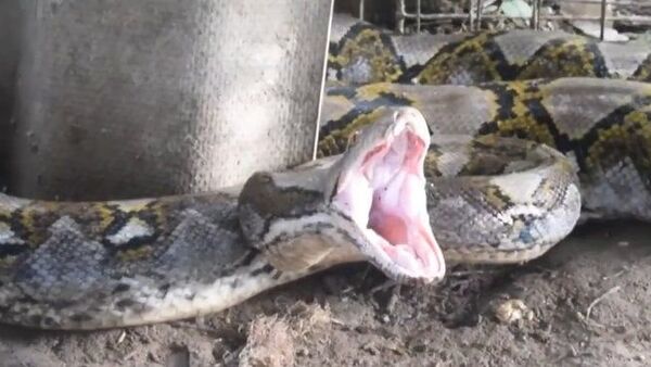 GoPro registra captura de píton de 4 metros - Sputnik Brasil