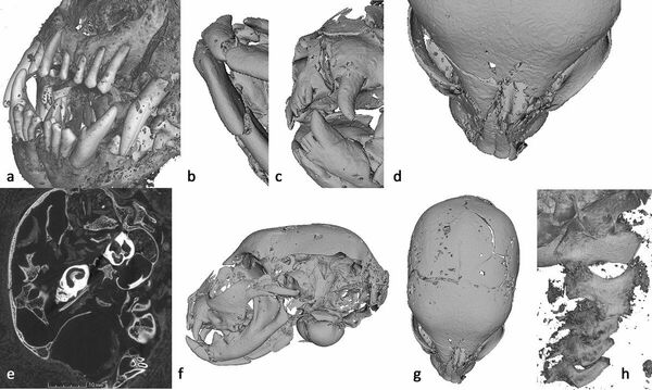 Cientistas usam raios X para descobrir destino de múmias de animais do Egito (FOTOS) - Sputnik Brasil