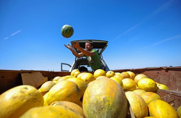 Colheita de melancias e melões em uma fazenda agrícola na região de Krasnodar, Rússia - Sputnik Brasil
