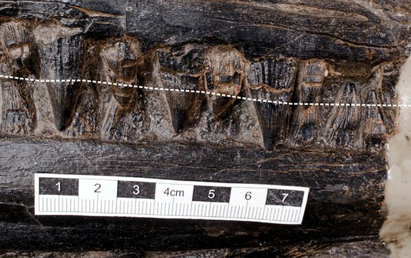Dentes do ictiossauro - Sputnik Brasil