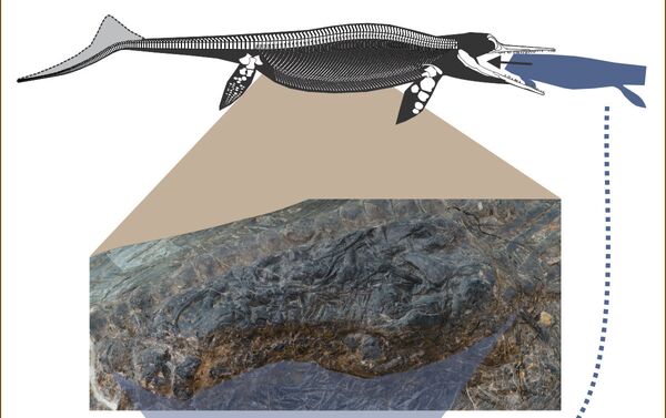 Ilustração do conteúdo do estômago do ictiossauro - Sputnik Brasil