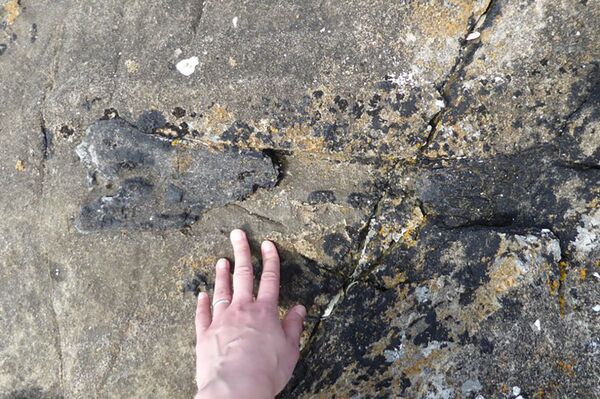 Raro fóssil de dinossauro de 166 milhões é encontrado na Escócia (FOTOS) - Sputnik Brasil