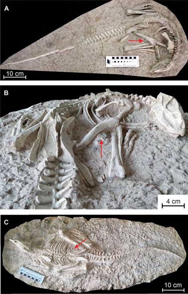Fósseis encontrados na China revelam nova espécie de dinossauro (FOTOS) Fósseis encontrados na China revelam nova espécie de dinossauro (FOTOS) - Sputnik Brasil