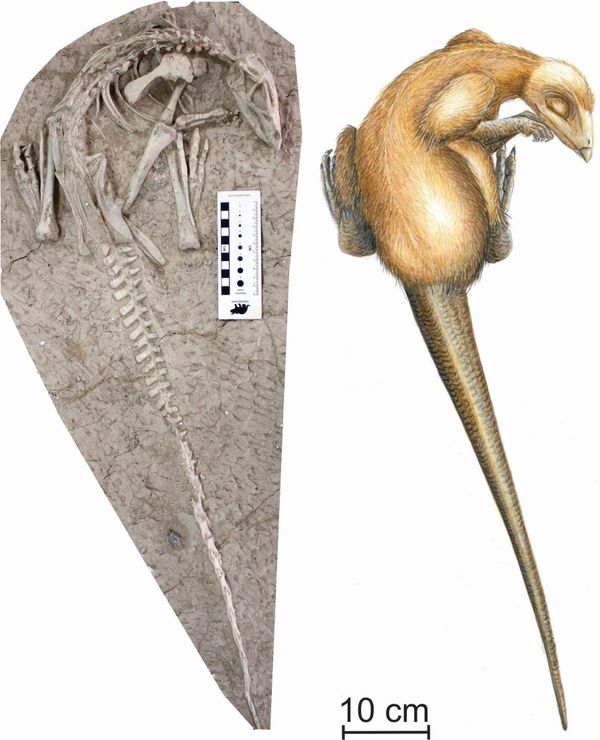 Fósseis encontrados na China revelam nova espécie de dinossauro (FOTOS) Fósseis encontrados na China revelam nova espécie de dinossauro (FOTOS) - Sputnik Brasil