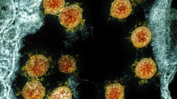 Imagem de microscópio eletrônico disponibilizada e colorida pelo Instituto Nacional de Alergias e Doenças Infecciosas norte-americano em Fort Detrick, estado de Maryland, EUA, mostra partículas do novo coronavírus SARS-CoV-2 em laranja, isoladas de um paciente - Sputnik Brasil