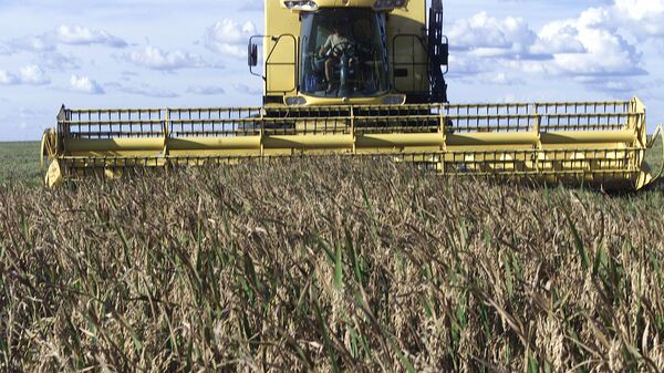 Máquina agrícola fazendo colheita de arroz, em Uruçuí (PI) - Sputnik Brasil