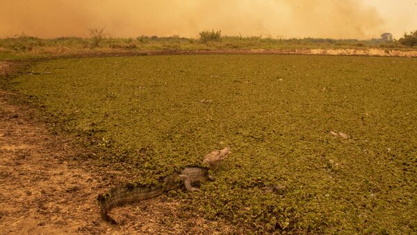 Аллигатор сидит у болота в Бразилии - Sputnik Brasil