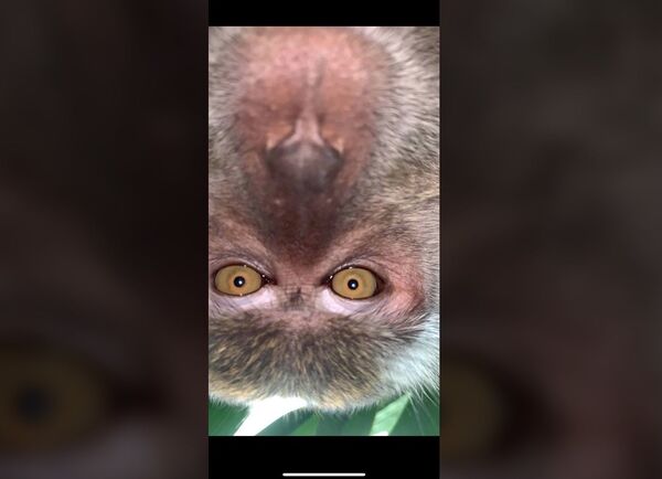 Macaco 'modelo' pega celular para fazer coleção de selfies (FOTO, VÍDEO) - Sputnik Brasil