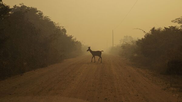 Vegetação é consumida pelo fogo e animais morrem na região de Poconé, no Mato Grosso, Brasil, 7 de setembro de 2020 - Sputnik Brasil