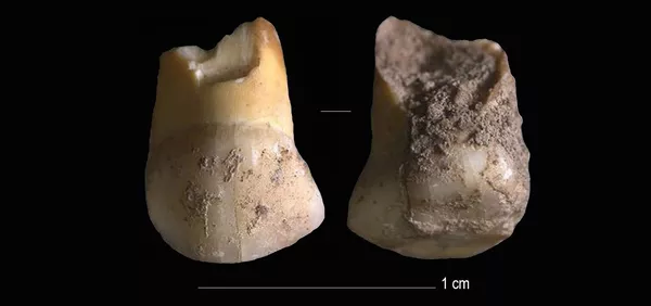 Dente de criança neandertal que viveu há 48 mil anos é encontrado na Itália (FOTO) Dente de criança neandertal que viveu há 48 mil anos é encontrado na Itália (FOTO) - Sputnik Brasil