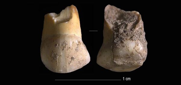 Dente de criança neandertal que viveu há 48 mil anos é encontrado na Itália (FOTO) Dente de criança neandertal que viveu há 48 mil anos é encontrado na Itália (FOTO) - Sputnik Brasil