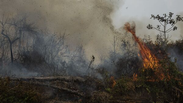 Vegetação queimada pelos incêndios florestais que atingiram a terra Indígena Baia dos Guató, no Pantanal de Mato Grosso. A reserva teve 83% de sua área total queimada, que tem 19.287 hectares - Sputnik Brasil