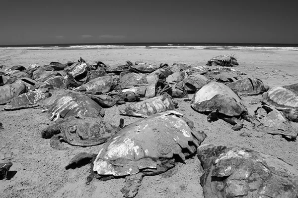 Centenas de tartarugas e mais de 100 leões-marinhos mortos são encontrados em praia mexicana (FOTOS) Centenas de tartarugas e mais de 100 leões-marinhos mortos são encontrados em praia mexicana (FOTOS) - Sputnik Brasil