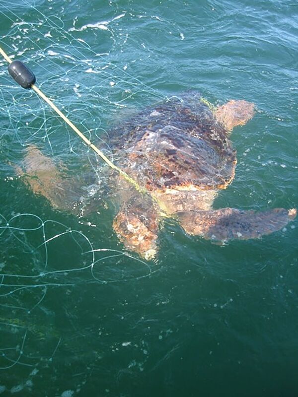 Centenas de tartarugas e mais de 100 leões-marinhos mortos são encontrados em praia mexicana (FOTOS) - Sputnik Brasil